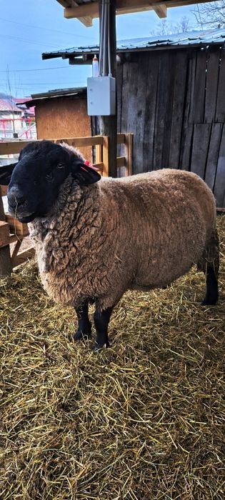 Berbec Suffolk, vârstă 3 ani