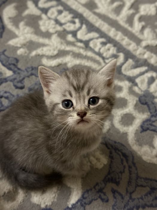 Продаются Котята Шиншилла