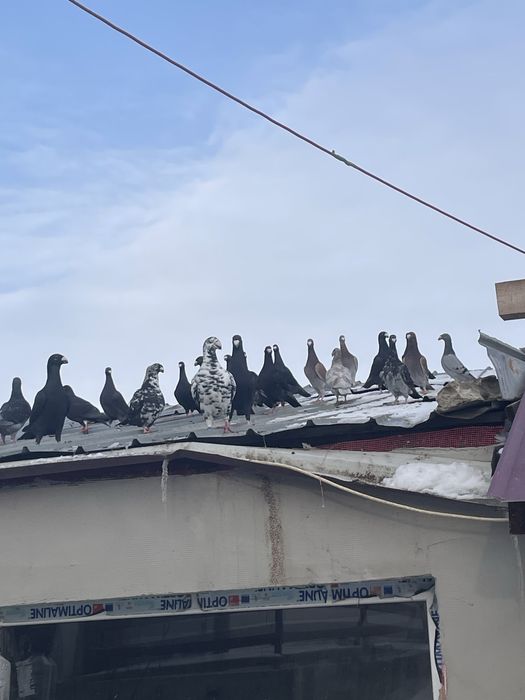 Vand porumbei germani