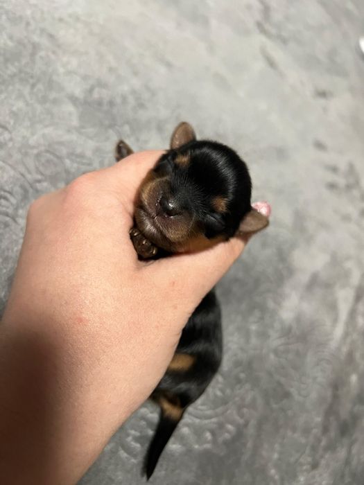 Шикарные щенки йоркширского терьера