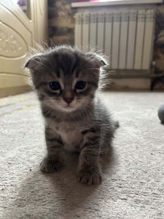 котята вислоухие