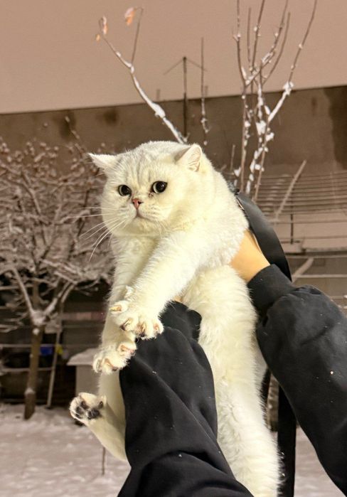 Vyazkaga britan serbrsty shinshilla  n11