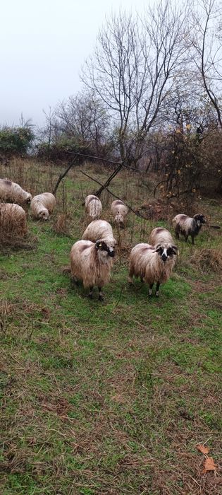 Oi turcane de vânzare