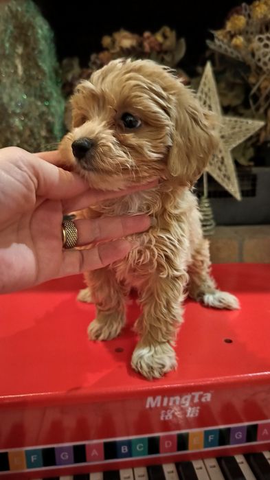 Băiețel Cavapoo jucăuși
