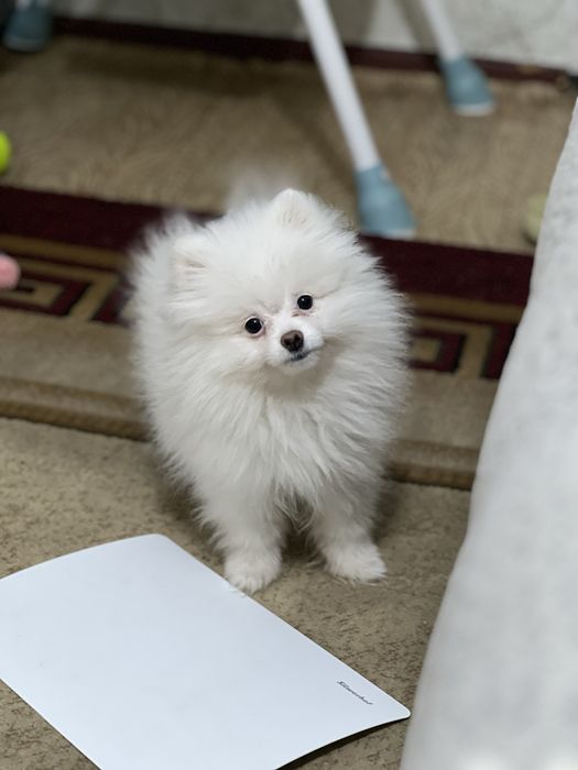 Померанский шпиц щенок