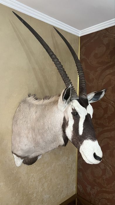 Голова Орикса(африканская антилопа)