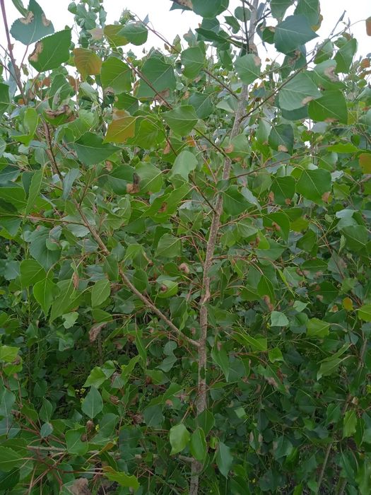 Терак кучати сотилади колифорния нави