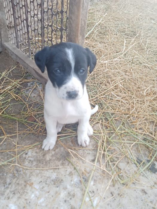 Тобет иттин кушиктери