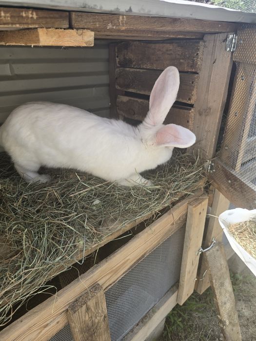 Продам кроликов крупные