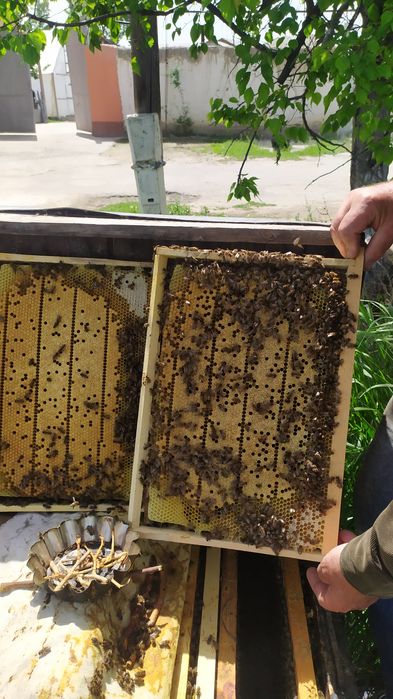 Сушь для пчел,  рамки готовые