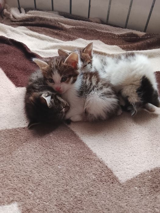 отдам котят в добрые руки