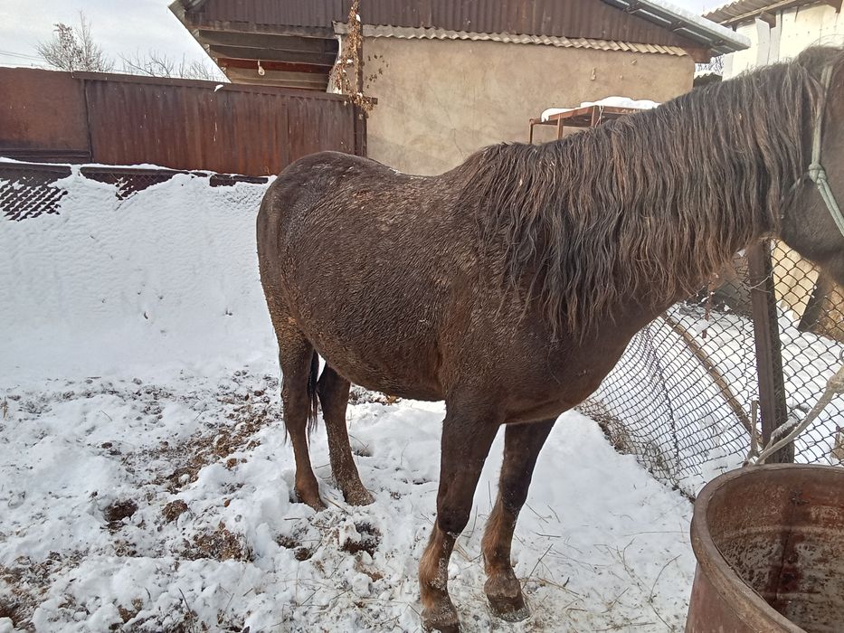 Бие сатылады семиз