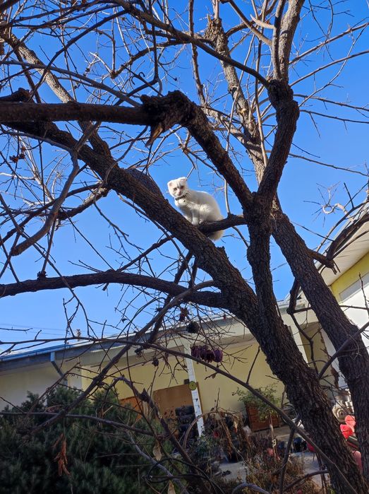 Vyazka,,skottish fold Britanskiy..malchik