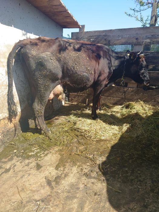 VACI DE Lapte Rasa buna