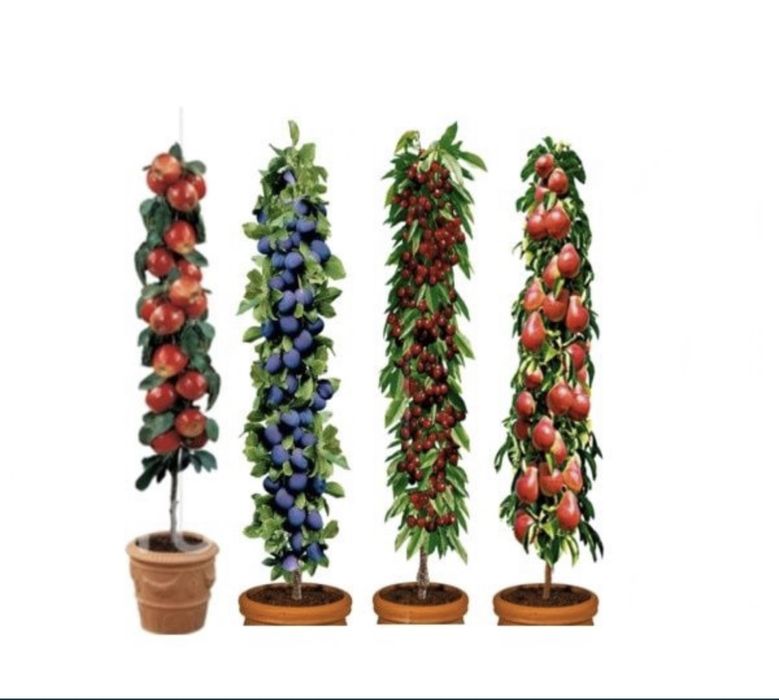 Pomi columnari altoiți  anul 3/4 pe rod