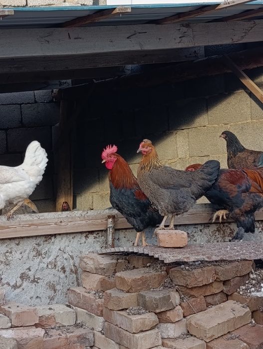 Қораз 8штук         .