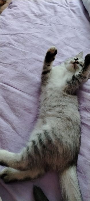 Котята  Мама британка