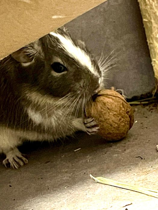 Căutăm o familie iubitoare pentru cei 4 degu ai noștri!
