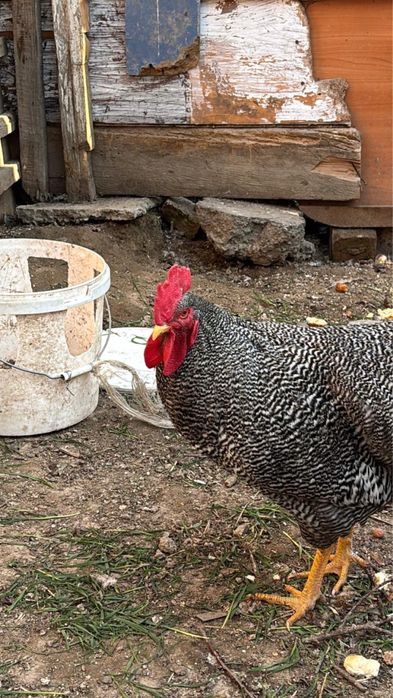 Продам курей порода Плимутрок