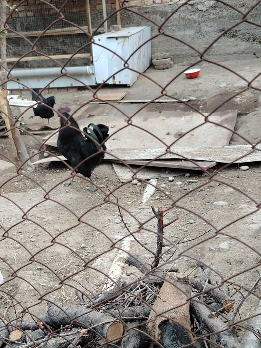 Марг'илонда ухаюл хуроз кон бузгани алишамиз