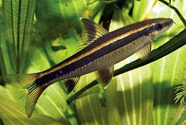 Суматранские храмули, сомики чистильщики в ваш аквариум