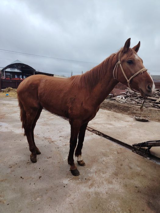 Құнан Ат Айғыр Жылкы