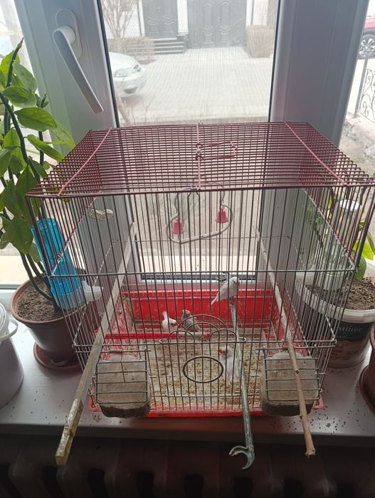 Амадин кушлари сотилади