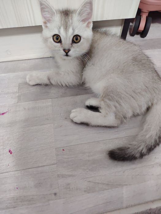 Британская короткошерстная