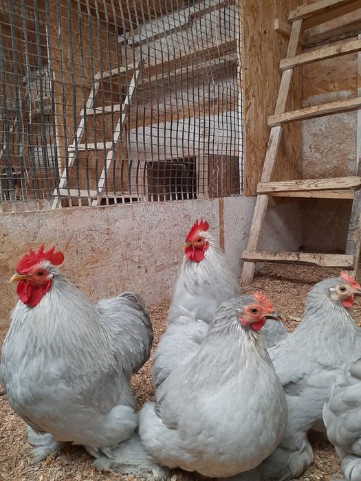 Vand oua de incubat cochinchina pitic lavanda