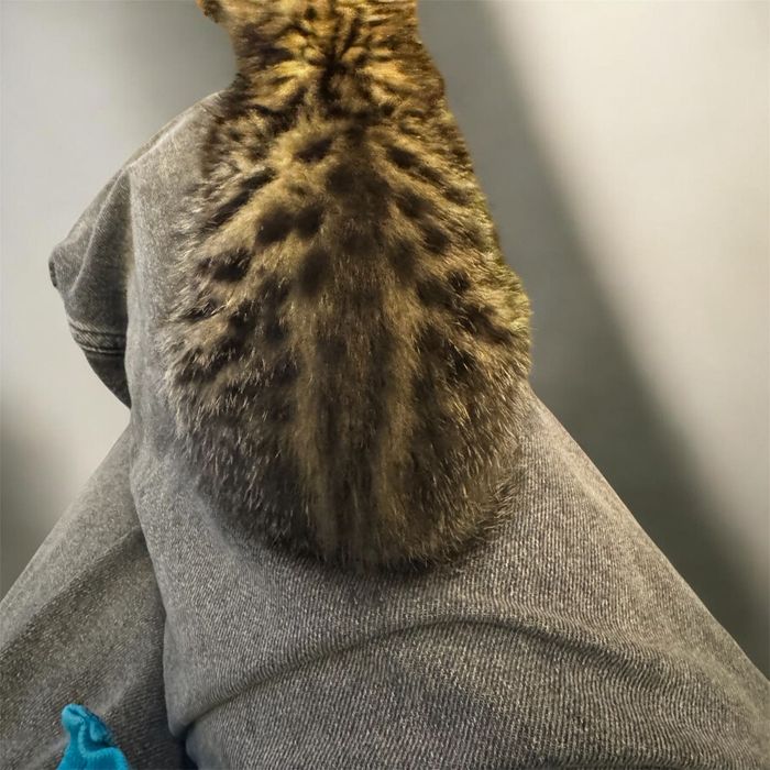 Бенгалски котета  8 седмични