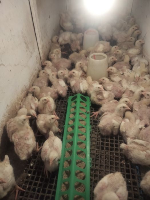 Распродажа бройлерных цыплят