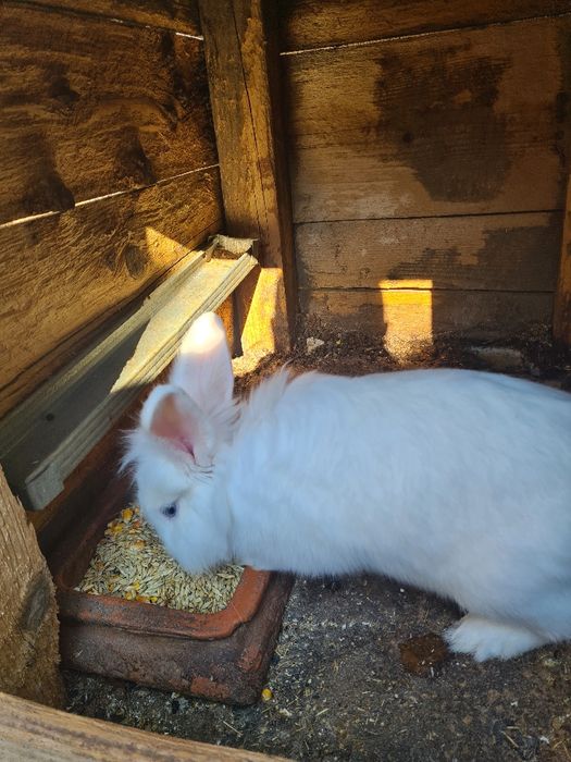 Vand iepuri urias de transilvania, fluture german și cap de leu pitic