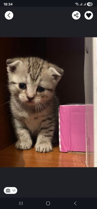 Котёнок девочка вислаухая