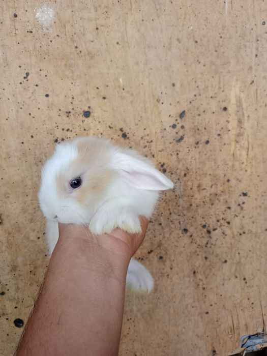 Голландские вислоухой кролики