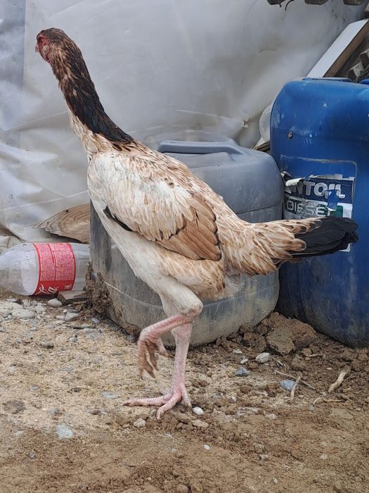 Бойцовская курица