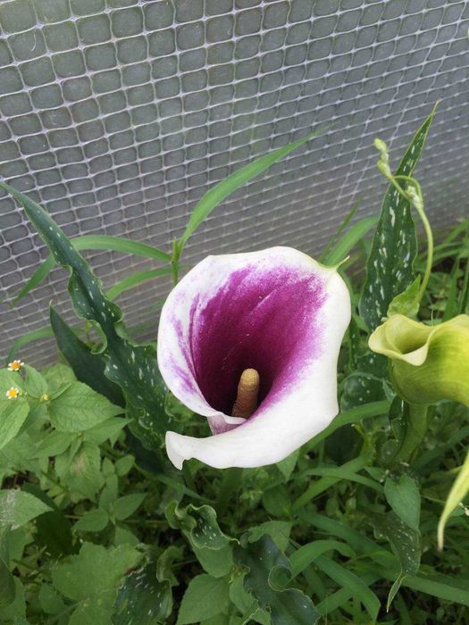 Клубни каллы (Зантедеския )