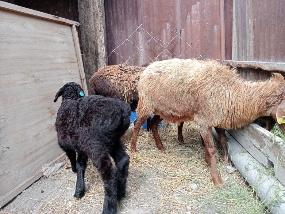 2қой қозысымен сатылады