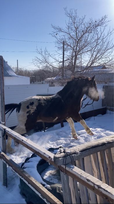 Полутяж айғыр бесті