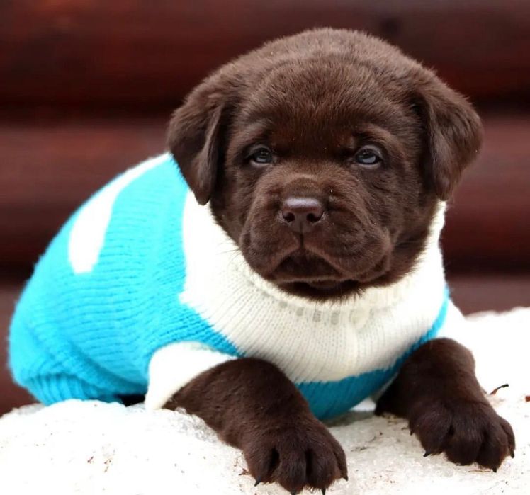 Чистокровные Щенки Лабрадора