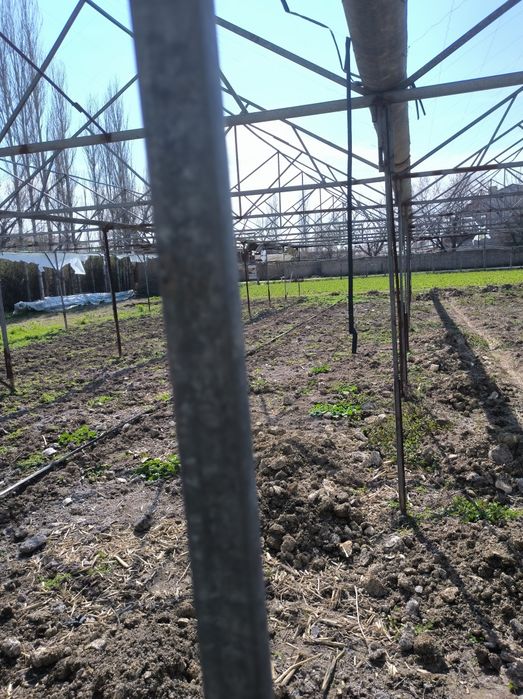 Teplitsa 6 sotx sotiladi