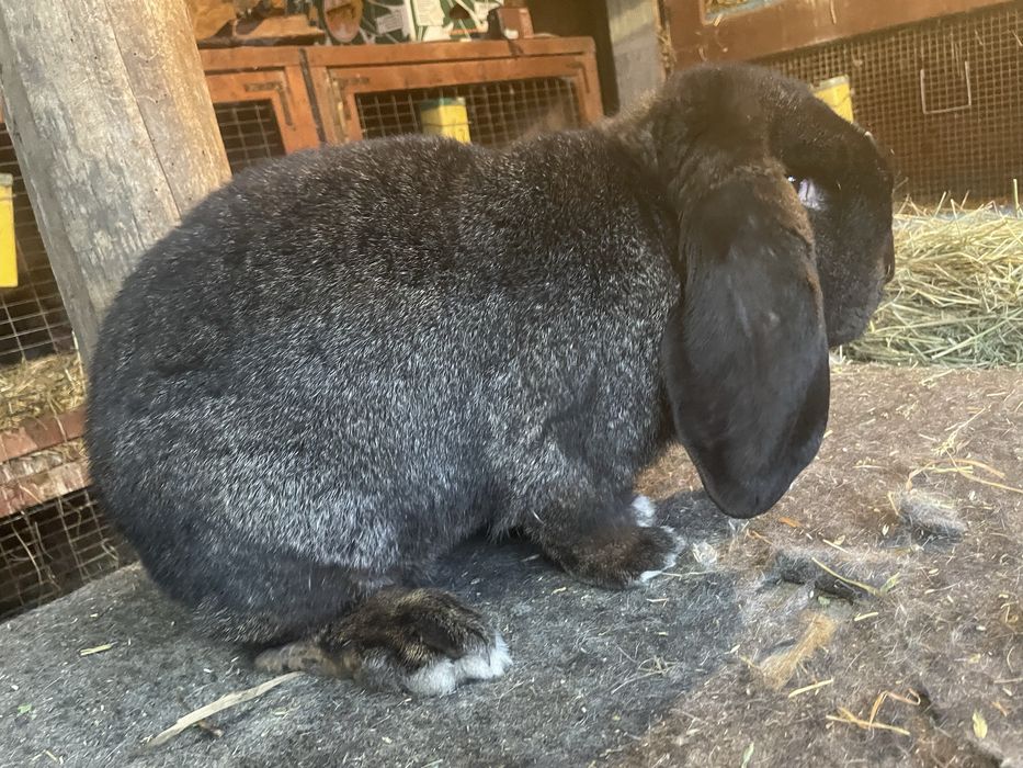 Mascul Berbec german gri fier