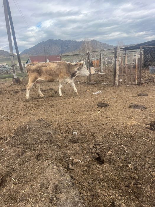 сиын бузауымен сатылады.              .                              .