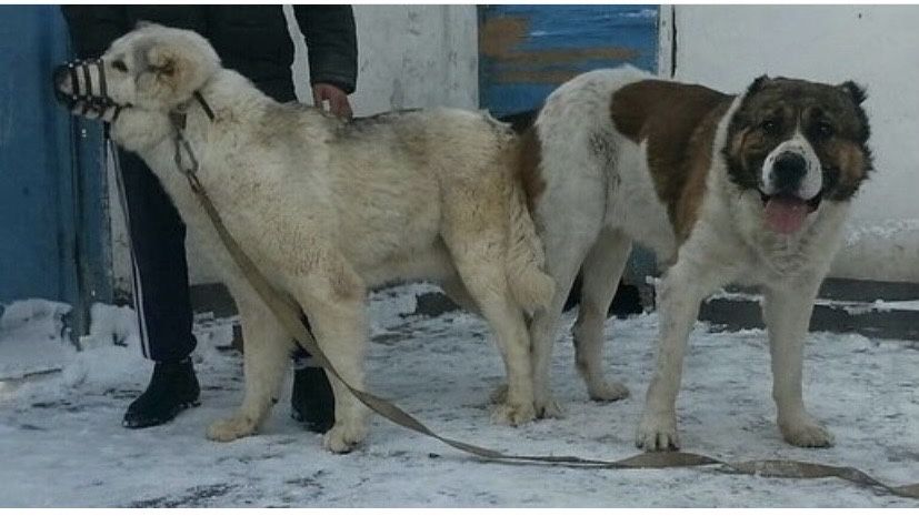 Қаншық сатылады…….
