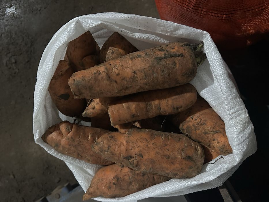 Продам морковь некондиция