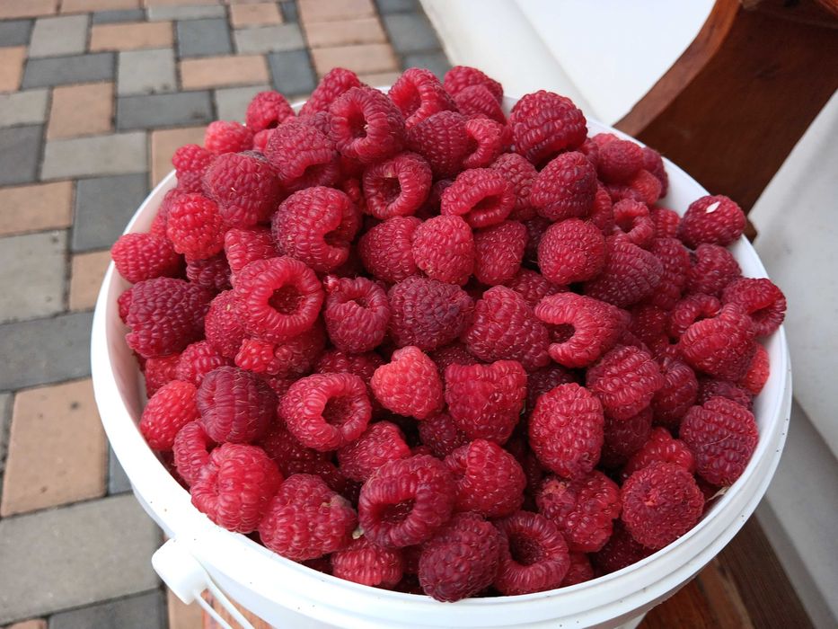 Zmeură aromată de vânzare