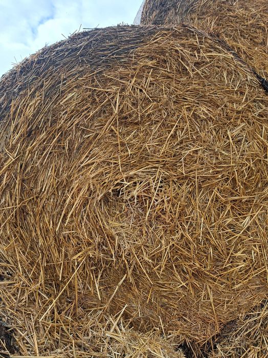 De vânzare baloti de paie