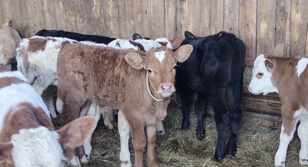 Aduc vitei pe comanda in toata roamnia