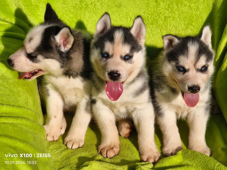 Щенки сибирской хаски.