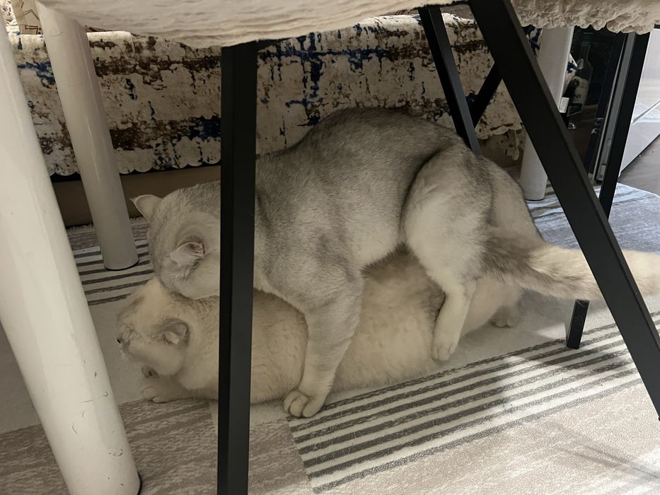 Британски  сребърни