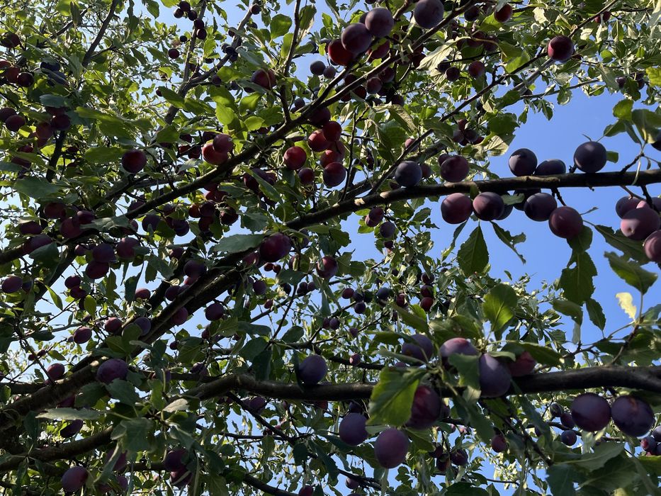 Vand prune proaspete